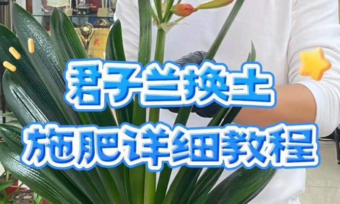 割下的君子兰小苗怎么养？养护要点有哪些？