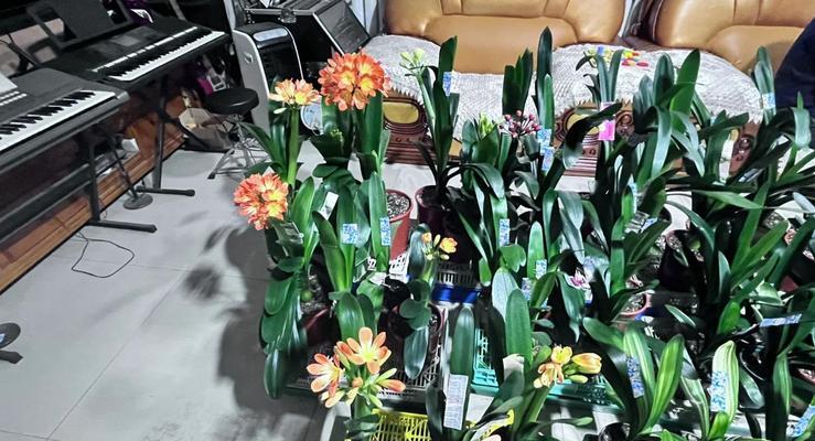 割下的君子兰小苗怎么养？养护要点有哪些？