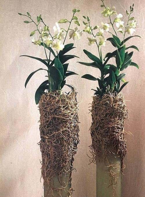 玫瑰花水晶半球的养护方法是什么？