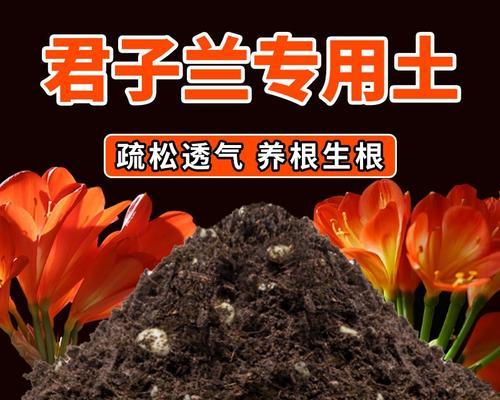 如何正确配制盆栽君子兰专用营养土？