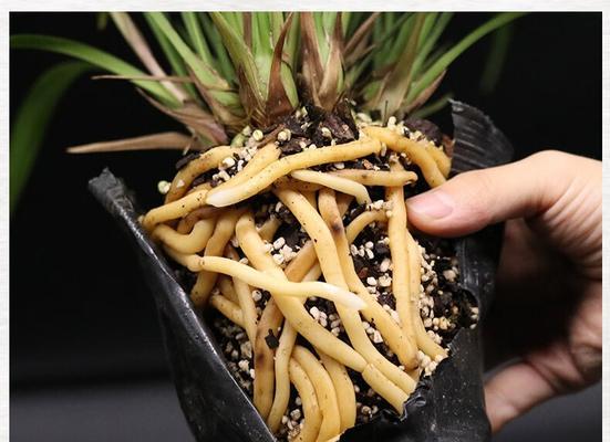 如何正确配制盆栽君子兰专用营养土？