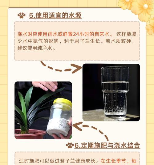 选择君子兰水培瓶时应注意哪些要点？