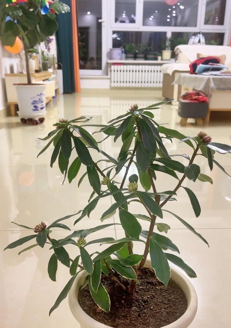 瑞香花有毒吗？花语网如何解读花语？