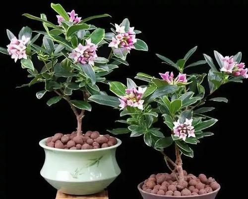 瑞香花有毒吗？花语网如何解读花语？