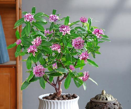 瑞香花有毒吗？花语网如何解读花语？