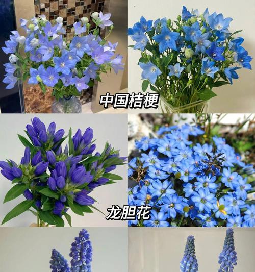 哪种花的花语是法律？花语与法律有何联系？