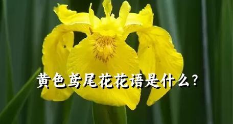 哪种花的花语是法律？花语与法律有何联系？