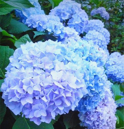 绣球花不同颜色分别有什么花语？