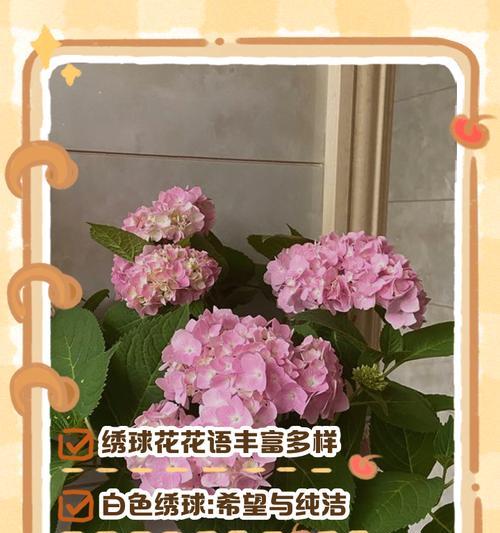 绣球花不同颜色分别有什么花语？
