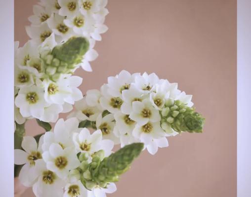 哪些花的花语代表了圣洁和纯净？