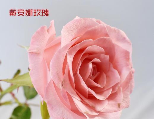 哪些花的花语与希腊神话有关联？