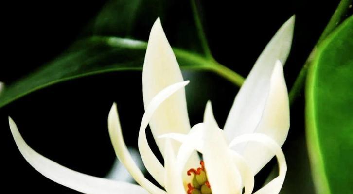 白兰花的花语及其象征意义是什么？