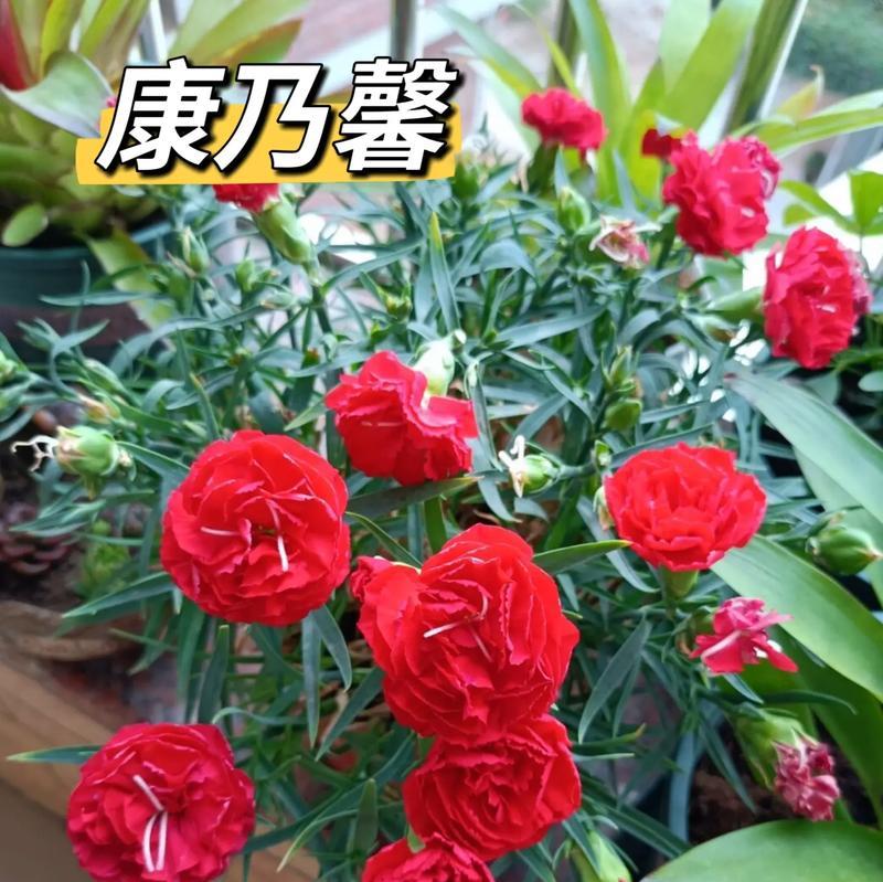 母亲节康乃馨的花语是什么？康乃馨盆景代表什么？