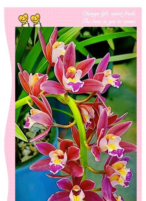 大花蕙兰的花语是什么意思？有哪些含义？