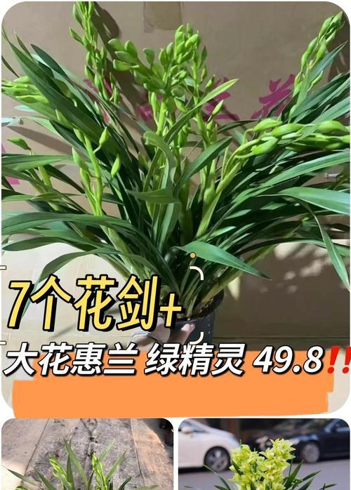 大花蕙兰的花语是什么意思？有哪些含义？