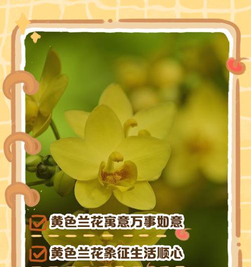 大花蕙兰的花语是什么意思？有哪些含义？