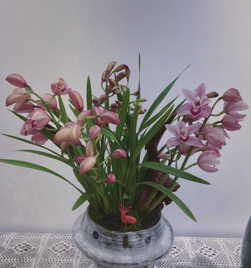 开白花的兰花花语有何特别含义？