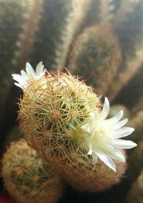 金手指的花语及其含义是什么？
