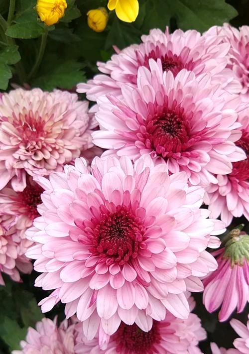 粉色小雏菊花语代表什么？粉色小雏菊的寓意是什么？