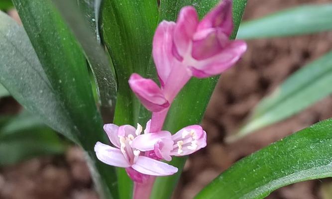 叶子像兰花的植物花语是什么？这种植物的寓意是什么？