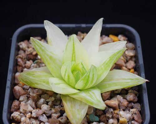 京之华锦的花语有何特殊含义？适合何种场合？