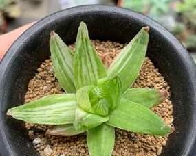 京之华锦的花语有何特殊含义？适合何种场合？