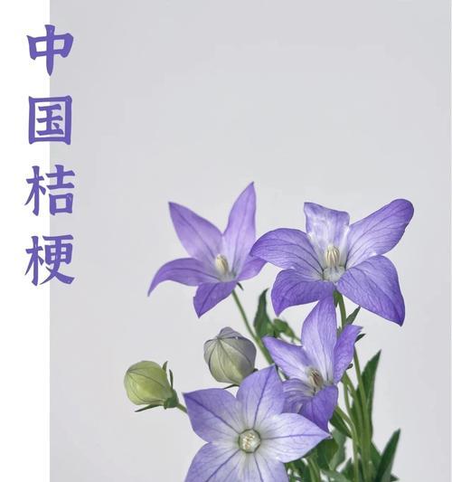 石间花的花语代表什么？如何用它表达情感？