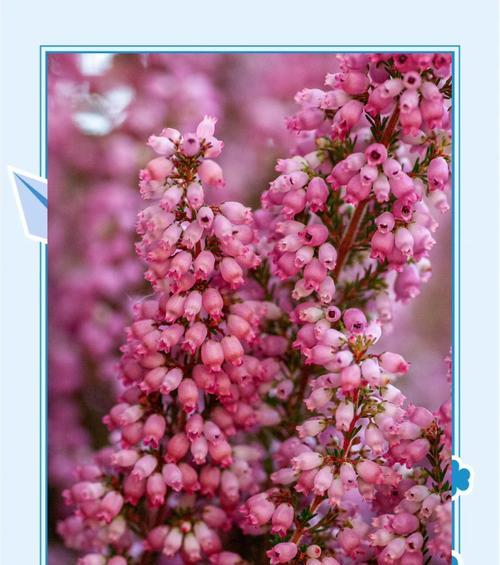 石间花的花语代表什么？如何用它表达情感？