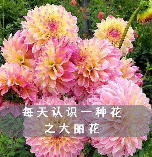 紫星大丽菊的花语有何深意？适合哪种场合？