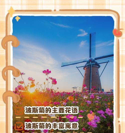 重瓣波斯菊的花语有何特别之处？如何表达？