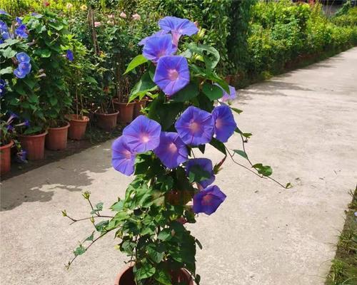 蓝紫牵牛花的花语是什么？适合哪种场合赠送？