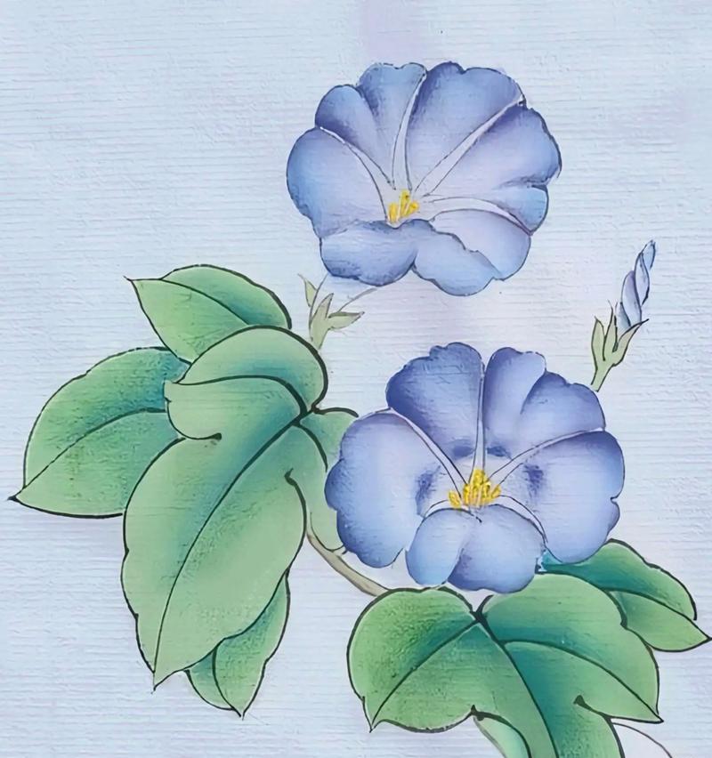蓝紫牵牛花的花语是什么？适合哪种场合赠送？