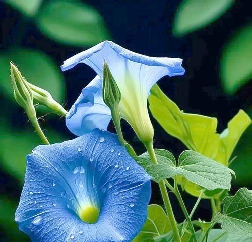 蓝紫牵牛花的花语是什么？适合哪种场合赠送？