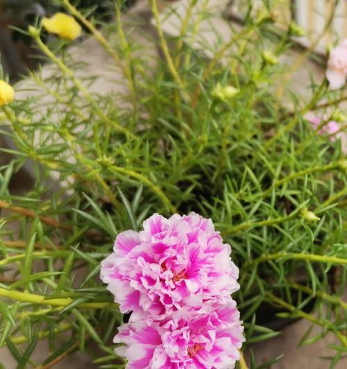 洋马齿苋花的花语是什么？送人时应注意什么？
