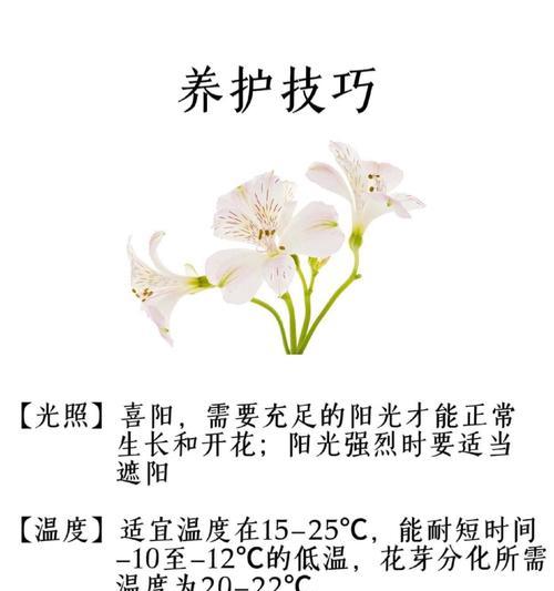 彩色水仙花的花语有何特别之处？如何用它表达爱意？