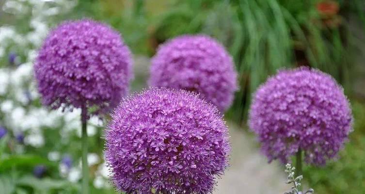 大花葱的花语是什么？