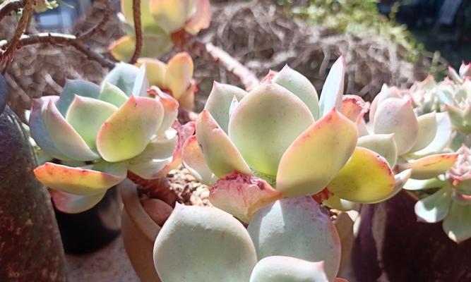 鲁氏石莲花的花语代表什么？