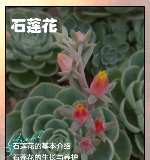 鲁氏石莲花的花语代表什么？