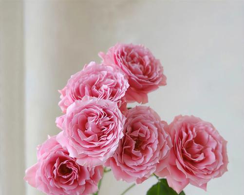 昨叶何草的花语是什么？