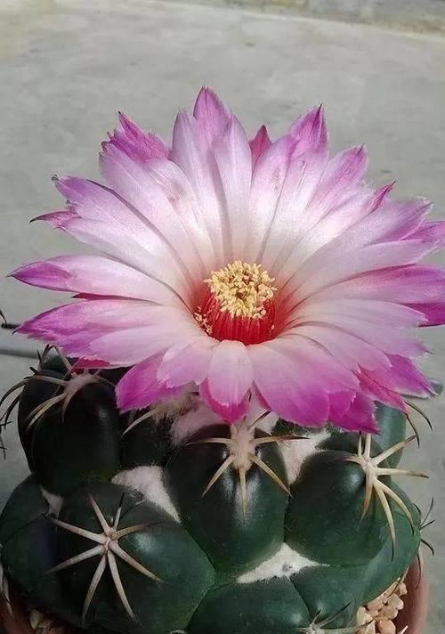 仙人掌类的花语是什么？
