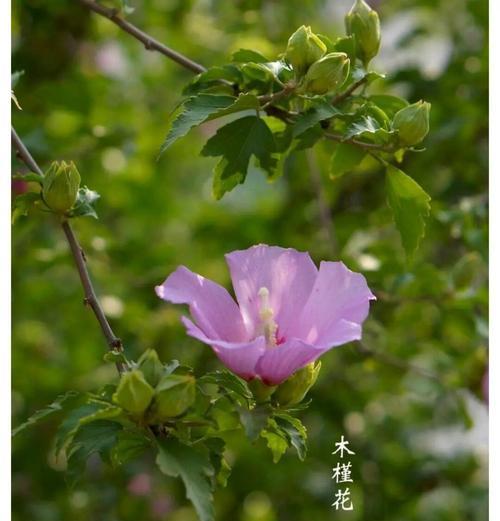 重瓣木槿花的花语代表什么？