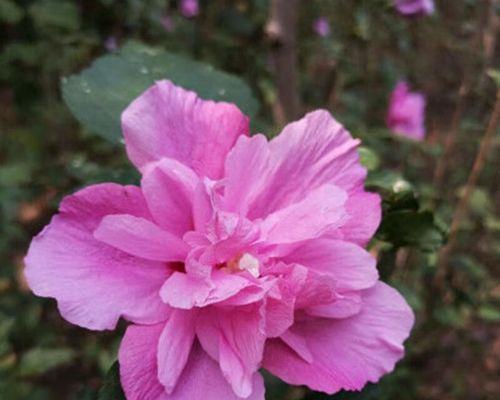 重瓣木槿花的花语代表什么？