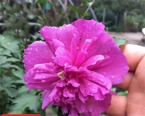 重瓣木槿花的花语代表什么？