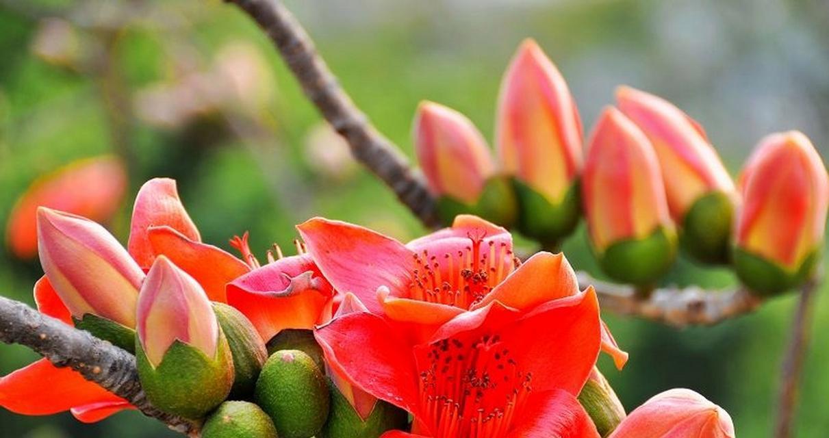 木棉花的花语代表什么？