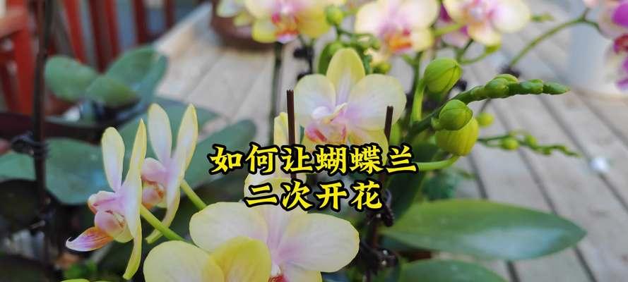 蝴蝶兰花语和花期有何关系？
