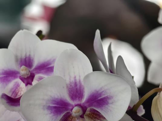 蝴蝶兰花语和花期有何关系？
