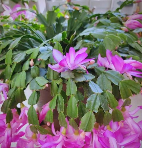 蟹爪兰的花语代表什么？