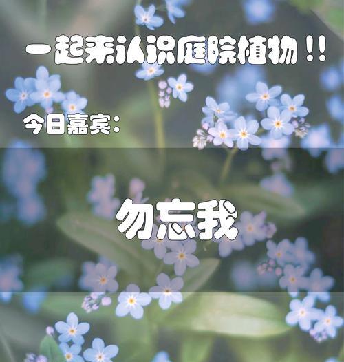 勿忘我的花语有何含义？