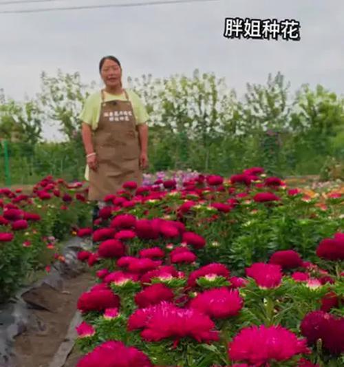 大红色翠菊象征着什么？