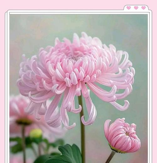 菊花的淡雅花语代表什么？